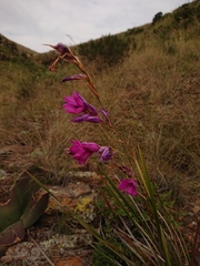 Dierama erectum