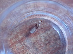 Kalotermes flavicollis