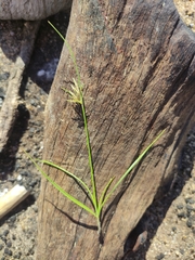 Cyperus flavescens