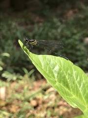 Onychargia atrocyana