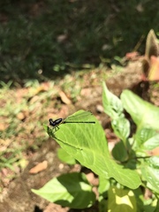 Onychargia atrocyana