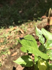 Onychargia atrocyana
