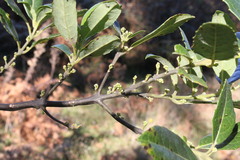 Hedycarya angustifolia