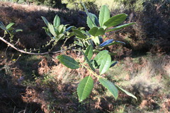 Hedycarya angustifolia