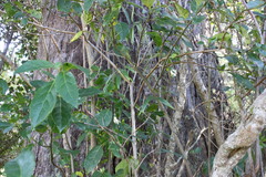 Hedycarya angustifolia