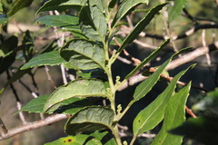 Hedycarya angustifolia