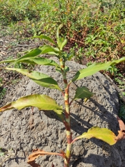 Persicaria madagascariensis