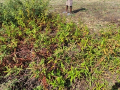 Persicaria madagascariensis