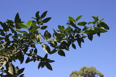 Hedycarya angustifolia