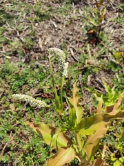 Persicaria madagascariensis