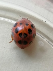 Solanophila paykullii