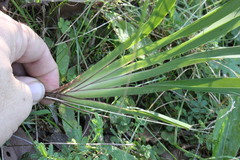 Dianella caerulea assera