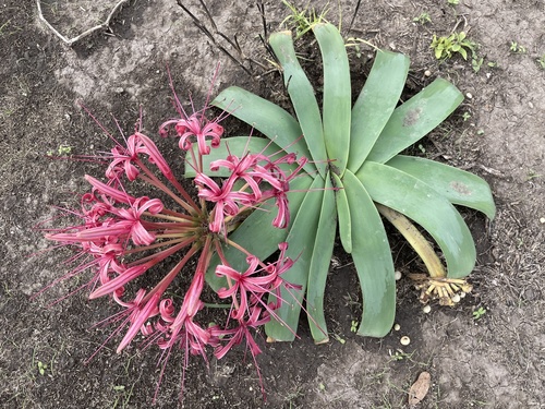 Ammocharis tinneana