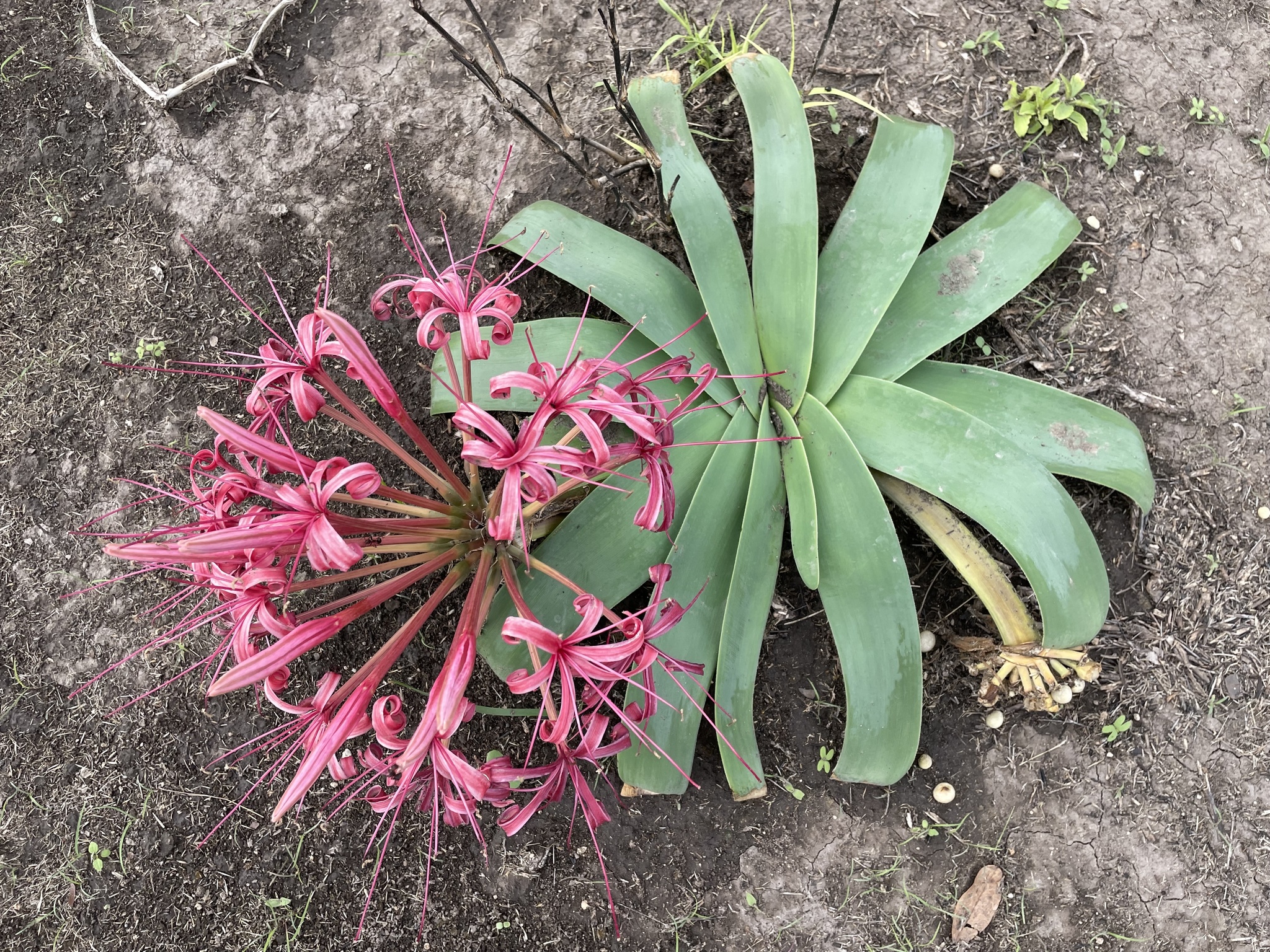 Ammocharis tinneana