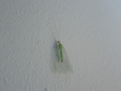 Pseudomallada flavifrons