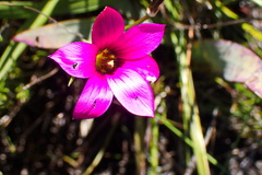Romulea dichotoma