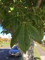 Aesculus indica