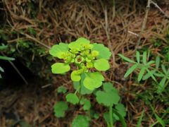 Chrysosplenium serreanum
