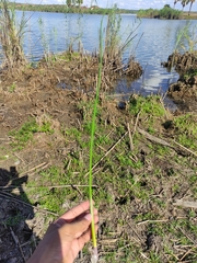 Schoenoplectus scirpoides