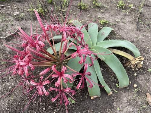 Ammocharis tinneana