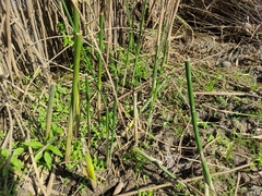 Schoenoplectus scirpoides