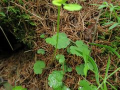 Chrysosplenium serreanum