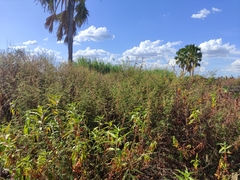 Persicaria madagascariensis
