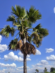 Borassus madagascariensis