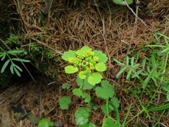 Chrysosplenium serreanum