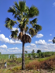 Borassus madagascariensis