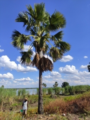 Borassus madagascariensis