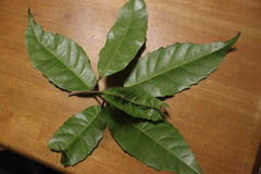 Elaeocarpus kirtonii