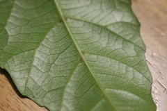 Elaeocarpus kirtonii