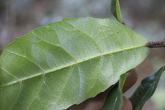 Elaeocarpus kirtonii