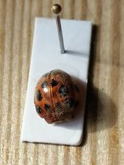 Solanophila paykullii