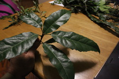 Elaeocarpus kirtonii