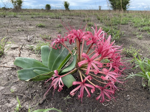 Ammocharis tinneana