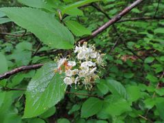 Viburnum burejaeticum