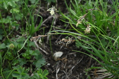 Carex tristis