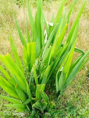 Crocosmia paniculata