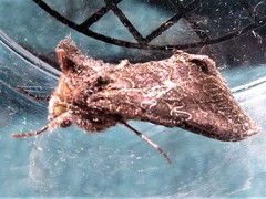 Ctenoplusia limbirena