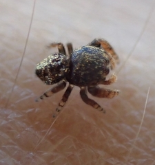 Simaethina