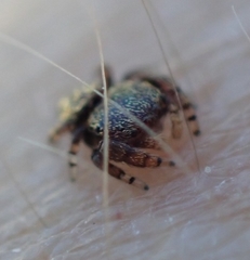 Simaethina