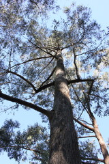 Eucalyptus campanulata