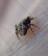 Simaethina