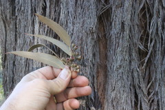 Eucalyptus campanulata