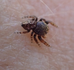 Simaethina