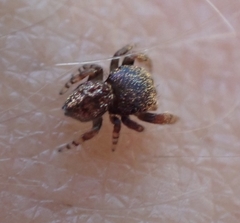 Simaethina