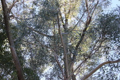 Eucalyptus campanulata