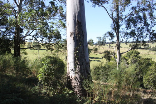 Sydney Blue Gum